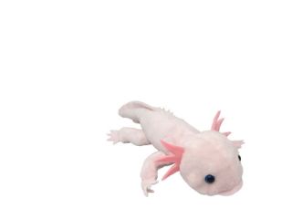 Obrázek z Axolotl plyš 24cm (6ks/bal) 