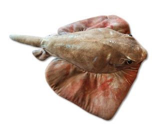 Obrázek z Rejnok hnědý plyš 40cm (150) 