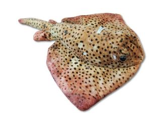 Obrázek z Rejnok siba skvrnitá plyš 30cm (150) 