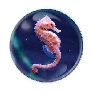Obrázek z Magnet kulatý 5cm - mořský koník (12) 